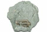Long Prone Flexicalymene Trilobite Molt - Indiana #325799-1
